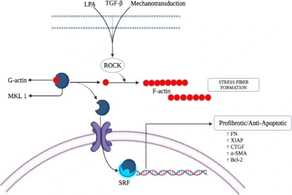 Inhibition of Belumosudil Inhibition of Belumosudil