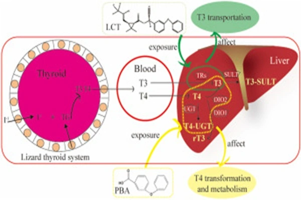 Regulatory role of Lambda-cyhalothric acid
