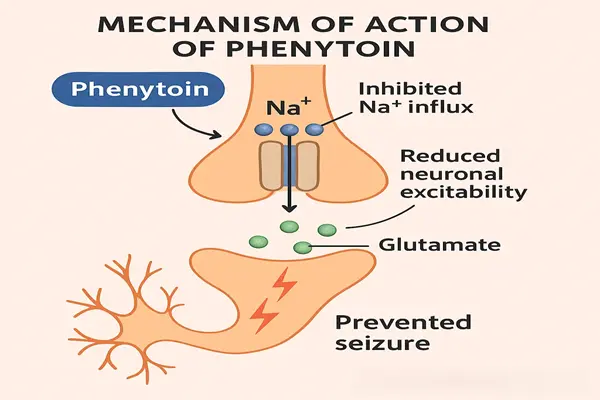 Mechanism of action of Phenytoin Sodium API powder