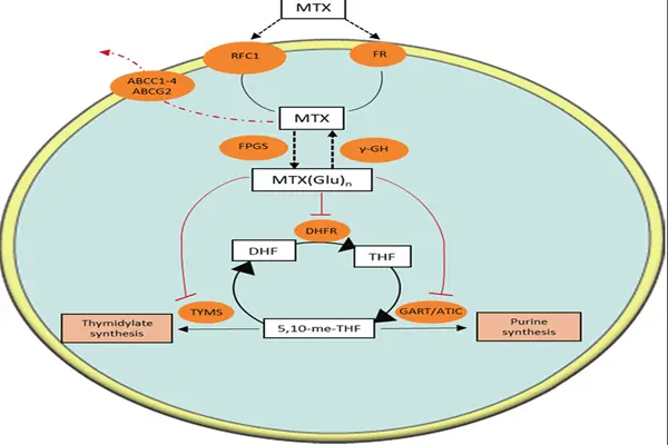 Mechanism of action of Methotrexate