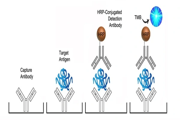Mechanism of action of 17-hydroxyprogesterone