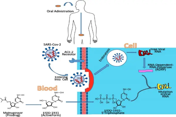 Mechanism of action of Molnupiravir Powder