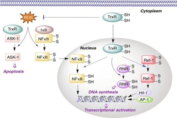 Irofulven's mechanism of action Irofulven's mechanism of action