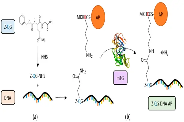 Mechanism of action of transglutaminase Powder