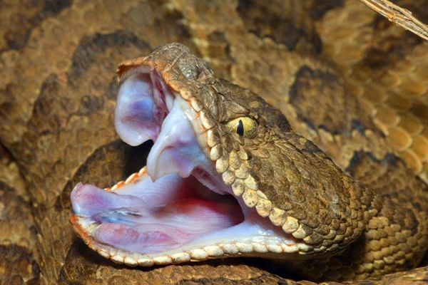 Snake tripeptide