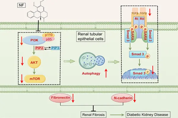 Nuciferine Powder restores autophagy through the PI3K-AKT-mTOR pathway, thereby alleviating diabetic renal fibrosis.