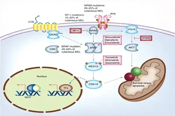 Mechanism of action of Bevemipretide powder Mechanism of action of Bevemipretide powder
