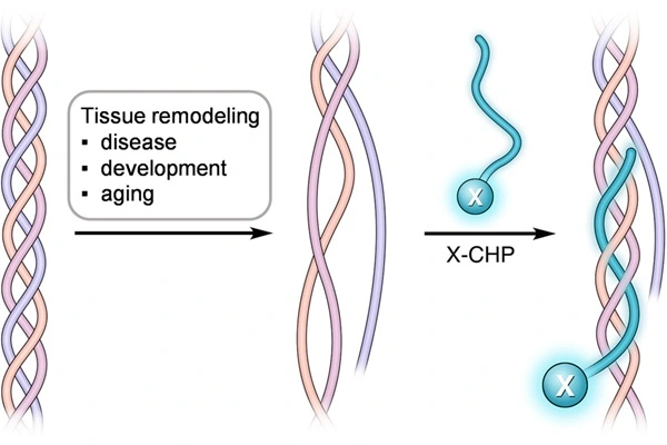 Synthesized Chonluten Peptide Synthesized Chonluten Peptide