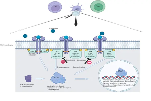 Mechanism of action of Ruxolitinib Powder