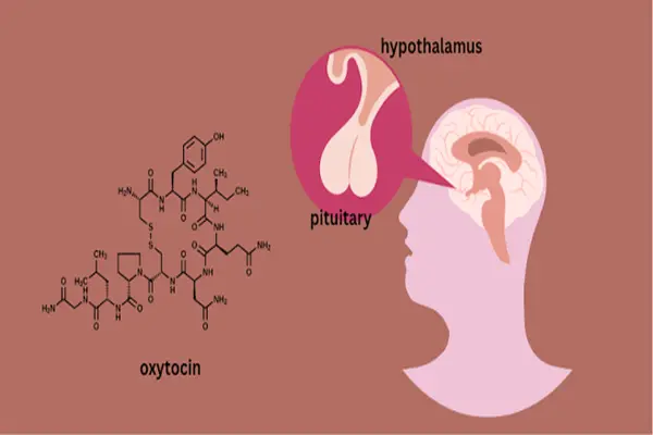 MF of Oxytocin MF of Oxytocin