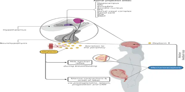 Mechanism of action of Oxytocin Powder