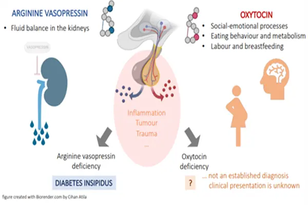 The effects of Oxytocin Powder