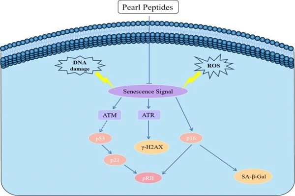 P21 peptide powder
