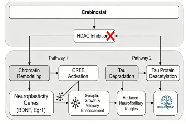 Crebinostat Crebinostat