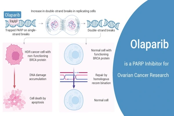 Olaparib API is a PARP inhibitor used in ovarian cancer research. Olaparib API is a PARP inhibitor used in ovarian cancer research.