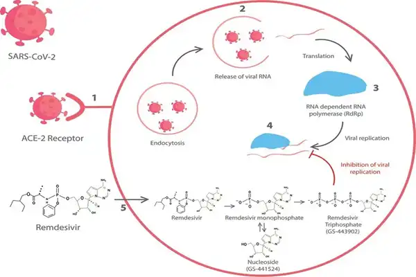Mechanism of action of Remdesivir powder