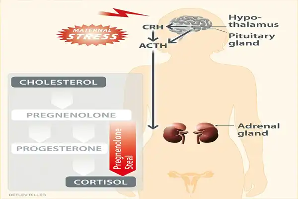 Pregnenolone Raw Powder Pregnenolone Raw Powder
