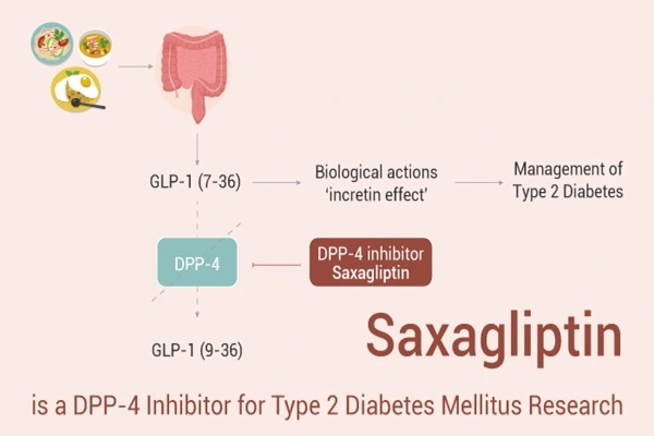 Mechanism of action of Saxagliptin powder