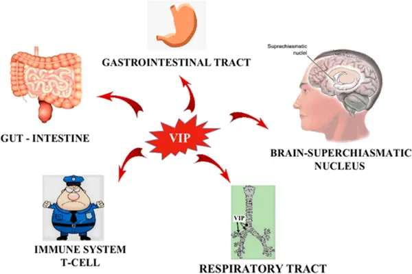 Expected pharmacological effects of Aviptadil peptide on COVID-19 Expected pharmacological effects of Aviptadil peptide on COVID-19