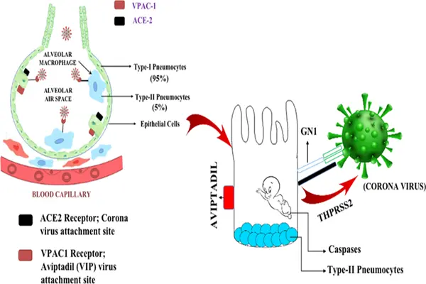 Aviptadil peptide protects type II alveolar cells by binding to the VPAC-1 receptor.
