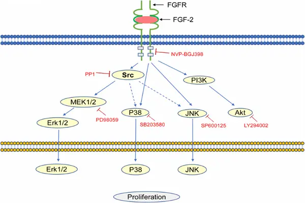 Mechanism of action of NVP-BGJ398