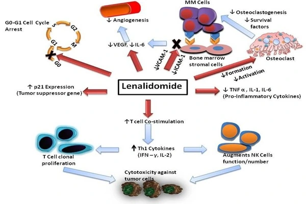 Mechanism of action of Lenalidomide Powder