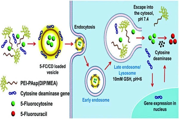 Mechanism of action of Fluorocytosine Mechanism of action of Fluorocytosine