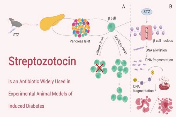 Mechanism of action of Streptozotocin