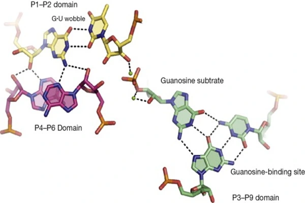 Pure Guanosine powder Pure Guanosine powder