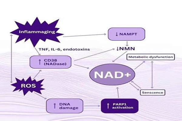 Mechanism of action of N-Acetyl Semax Mechanism of action of N-Acetyl Semax