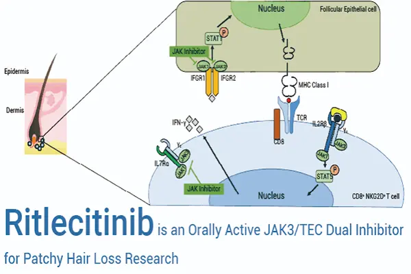 Mechanism of action of Ritlecitinib powder Mechanism of action of Ritlecitinib powder