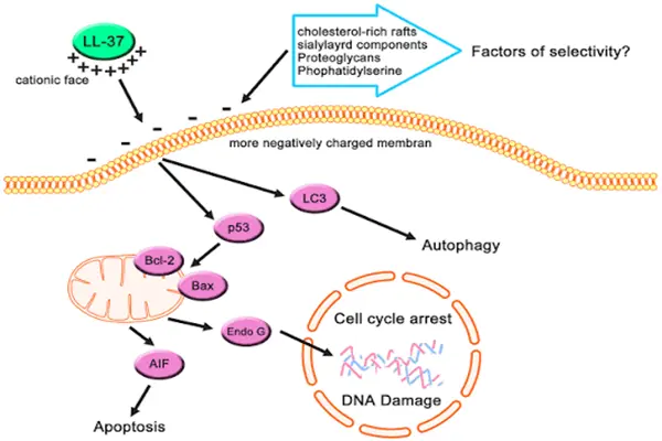 Mechanism of action of LL-37 amide peptide powder