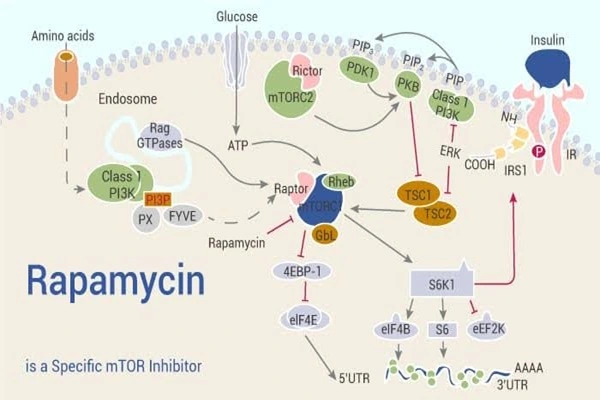 Rapamycin Powder Rapamycin Powder