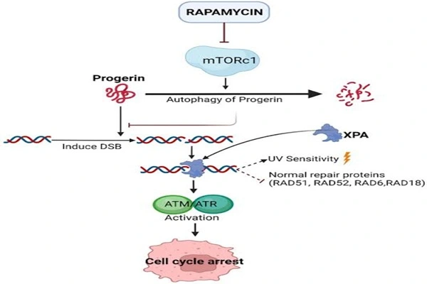 Rapamycin Powder