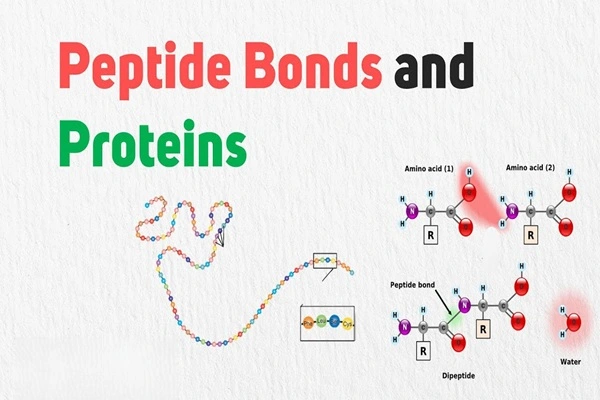 Protein Peptide Powder