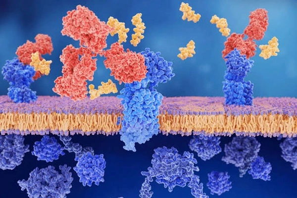 Protein Peptide Powder Protein Peptide Powder