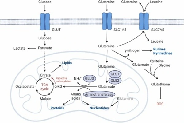 Mechanism of action of Diazo oxo norleucine