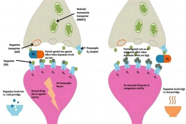 Mechanism of action of Brexpiprazole API powder Mechanism of action of Brexpiprazole API powder