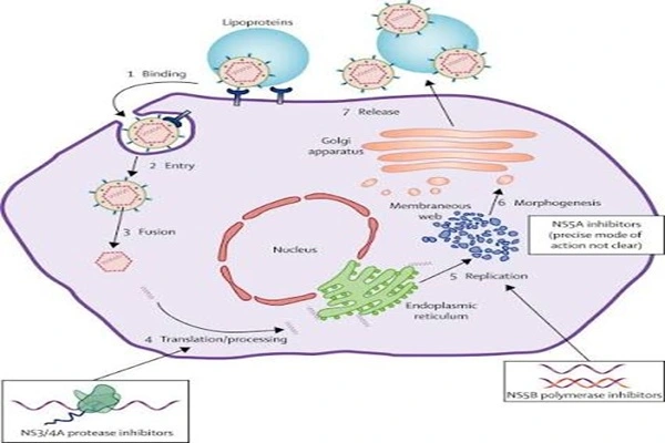 Sofosbuvir API Powder Sofosbuvir API Powder