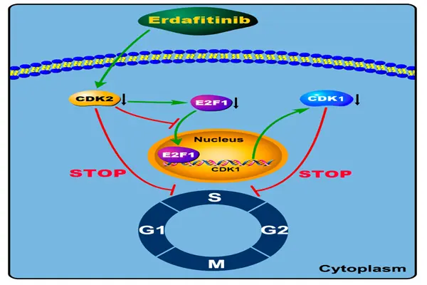 Erdafitinib Erdafitinib
