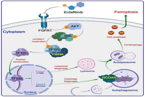 Mechanism of action of Erdafitinib