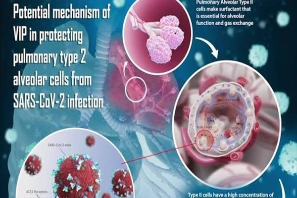 Aviptadil Peptide Aviptadil Peptide