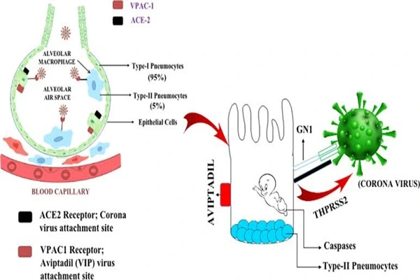 Aviptadil Peptide Aviptadil Peptide