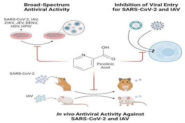 Alpha Picolinic Acid Alpha Picolinic Acid