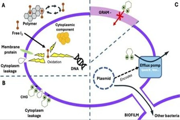 Mechanism of action of Povidone iodine API powder