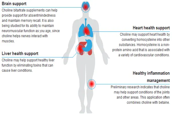 The function of Choline Bitartrate