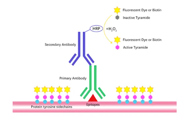 ISRIB peptide