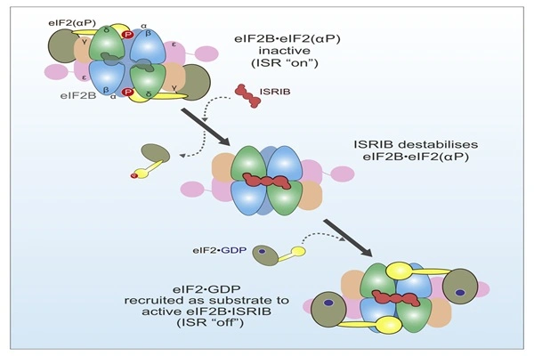 Mechanism of action of ISRIB peptide