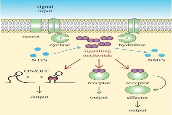Thymagen peptide