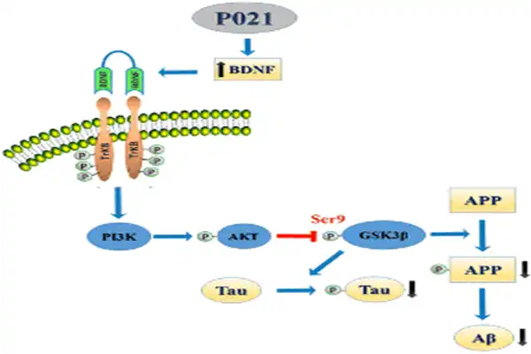 P21 peptide powder P21 peptide powder